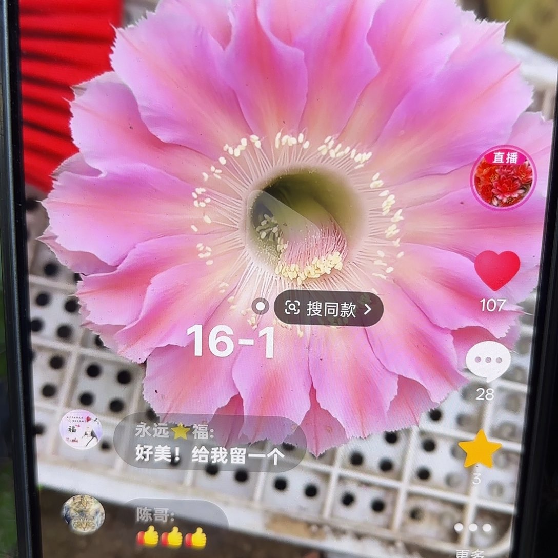 16-1彩5 公分侧牙20包邮10