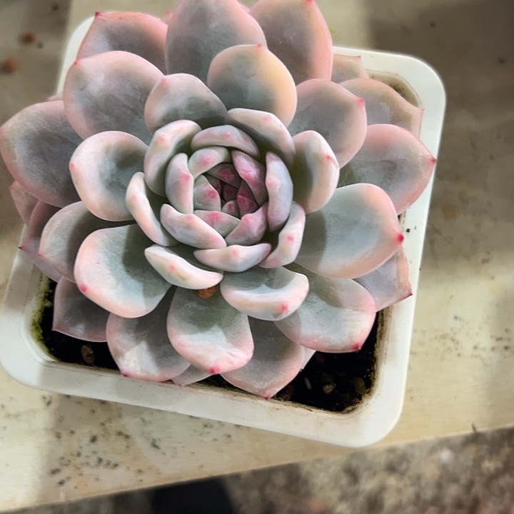 梦露锦单头38包邮植物