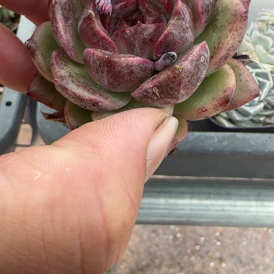 239 一物一拍多肉