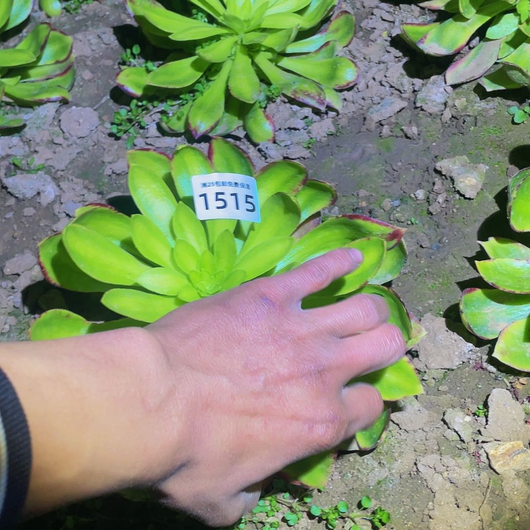 1515韶华菊多肉植物