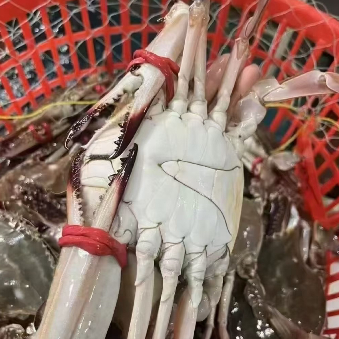 【鲜活】巨无霸大公蟹满肉梭子蟹5-6两一只（2斤哟4只多规格可选）海鲜梭子蟹【保鲜不保活】