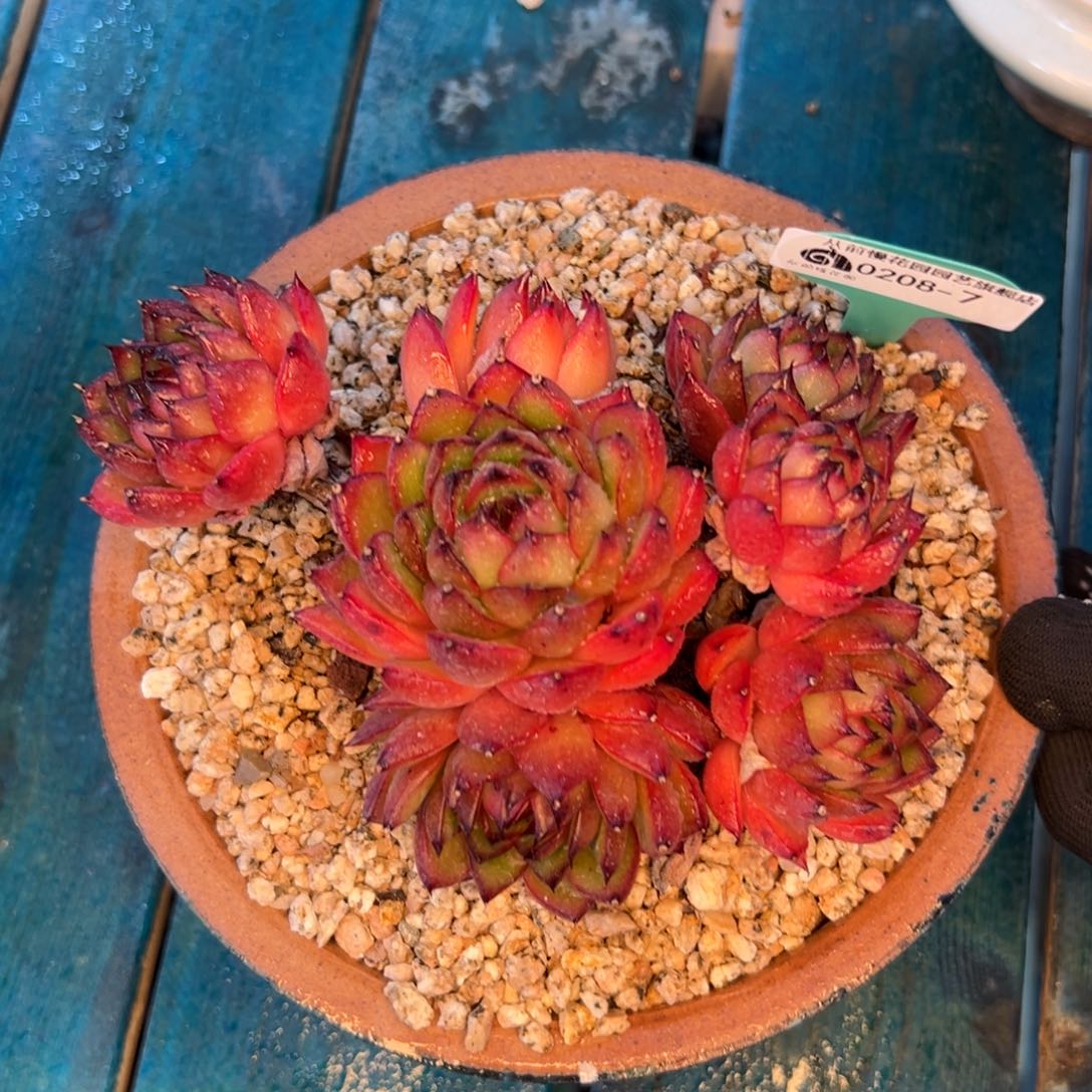 多肉一物一拍0208-7