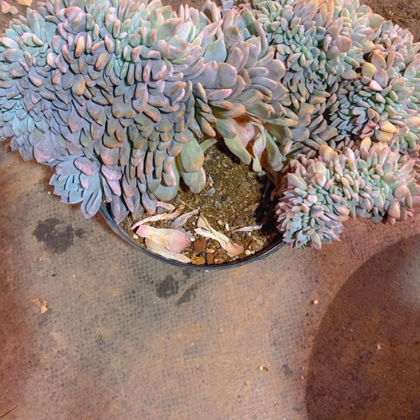 【闪购商品】s**r111111111