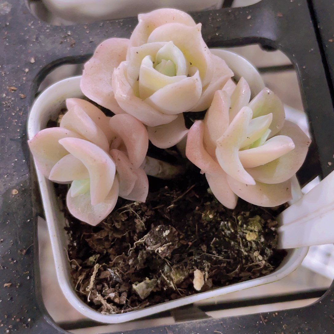 可爱玫瑰锦a034一物一拍