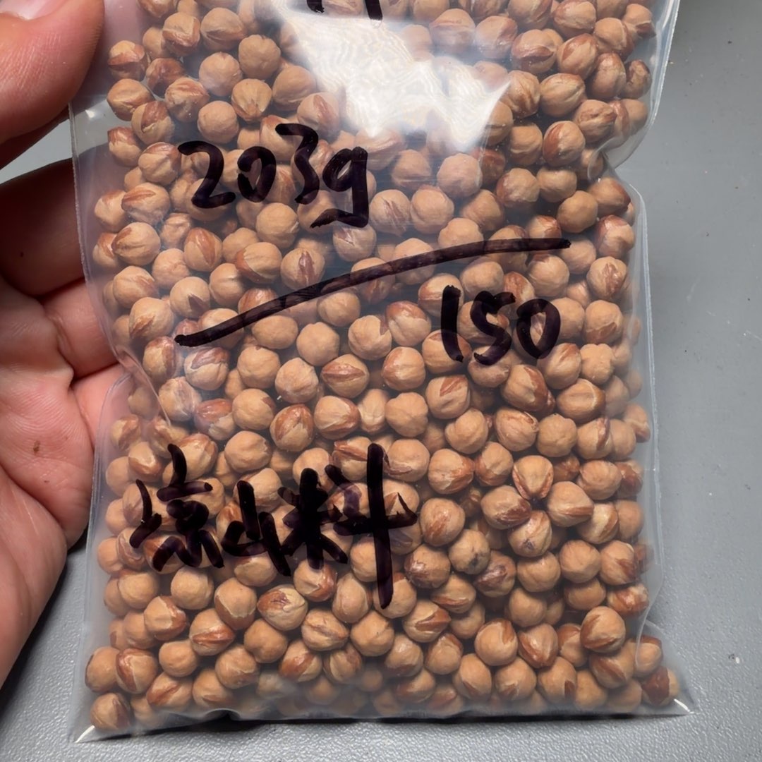 吊坠柏香籽/百香籽椿