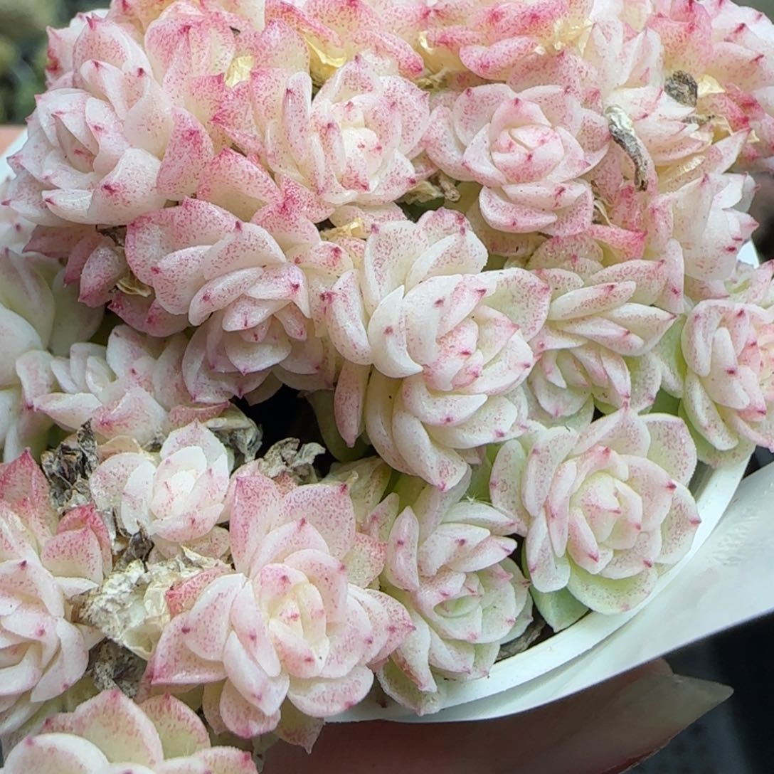 花语逸镜0224-357散