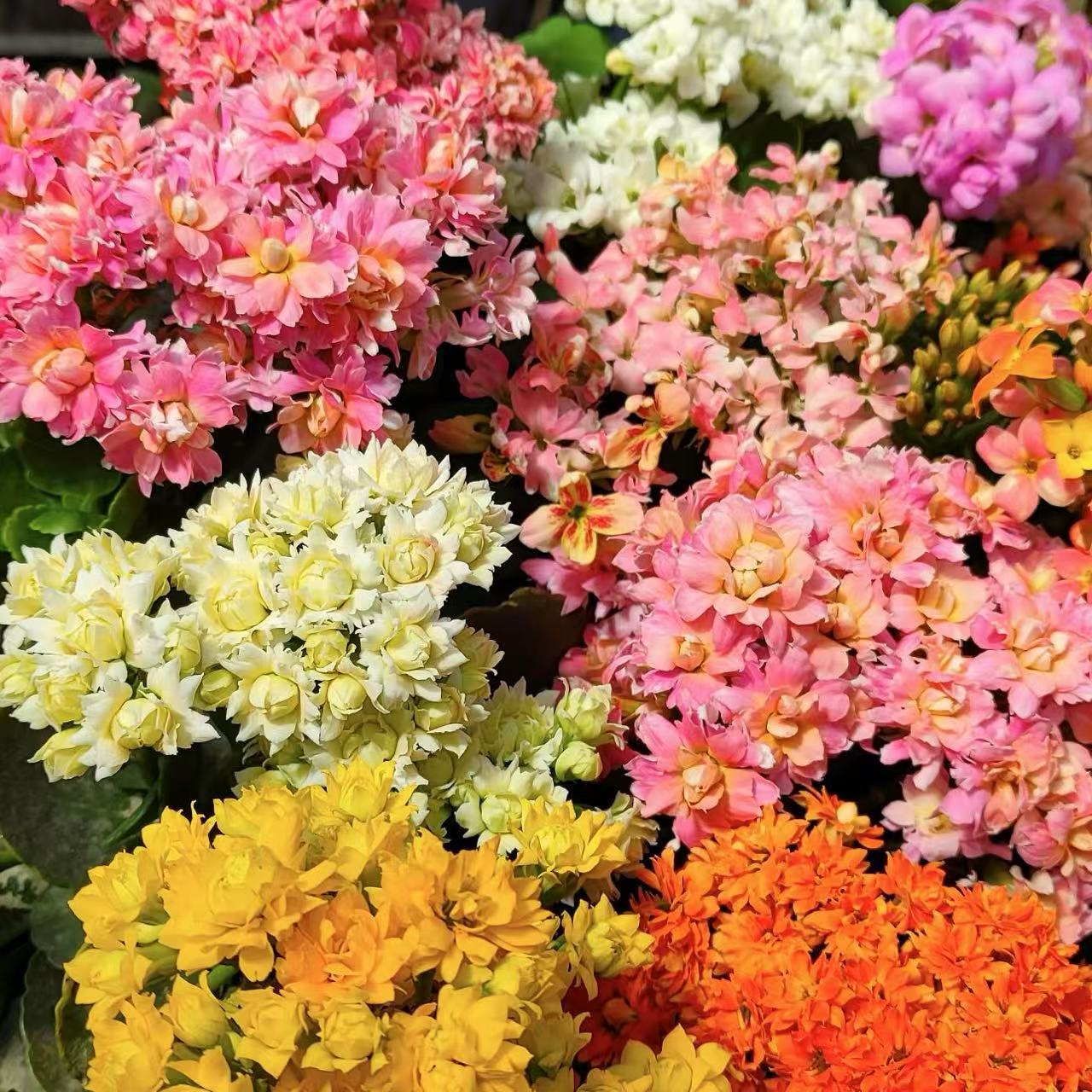 【李先生】（多品种）~长寿室内高端观赏花带花带花苞~