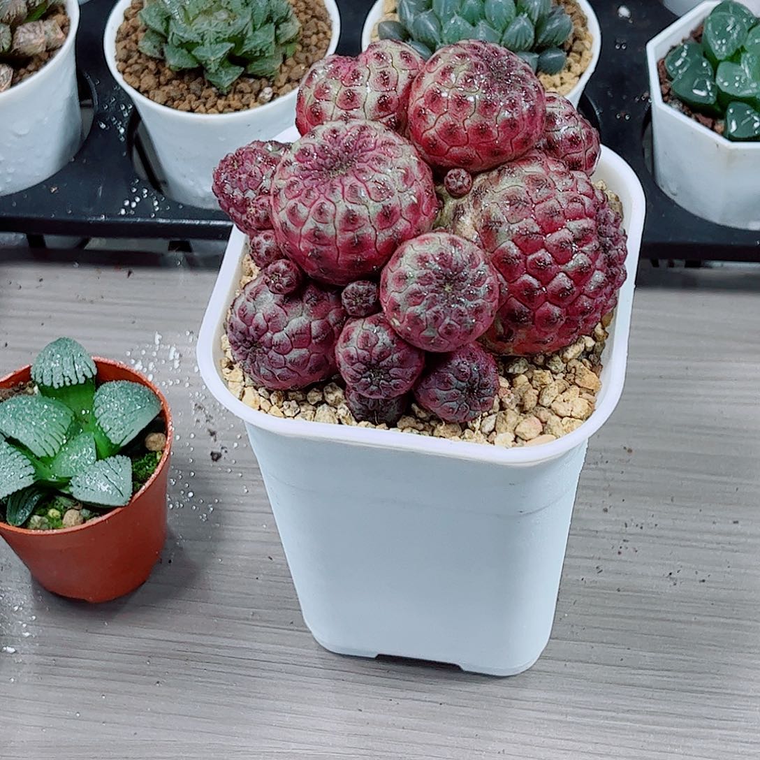 紫丽丸球球一勿一拍