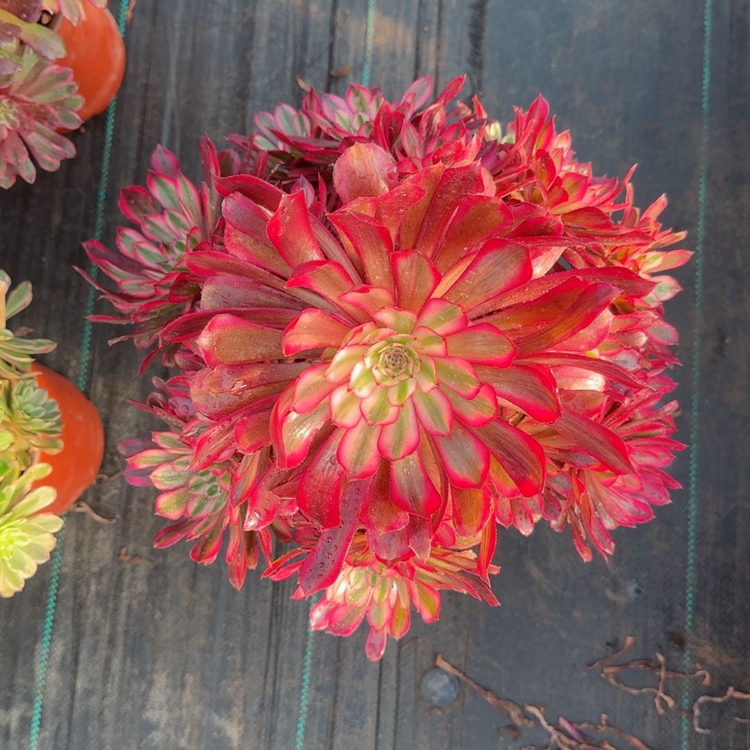 6745黑铜多肉多肉