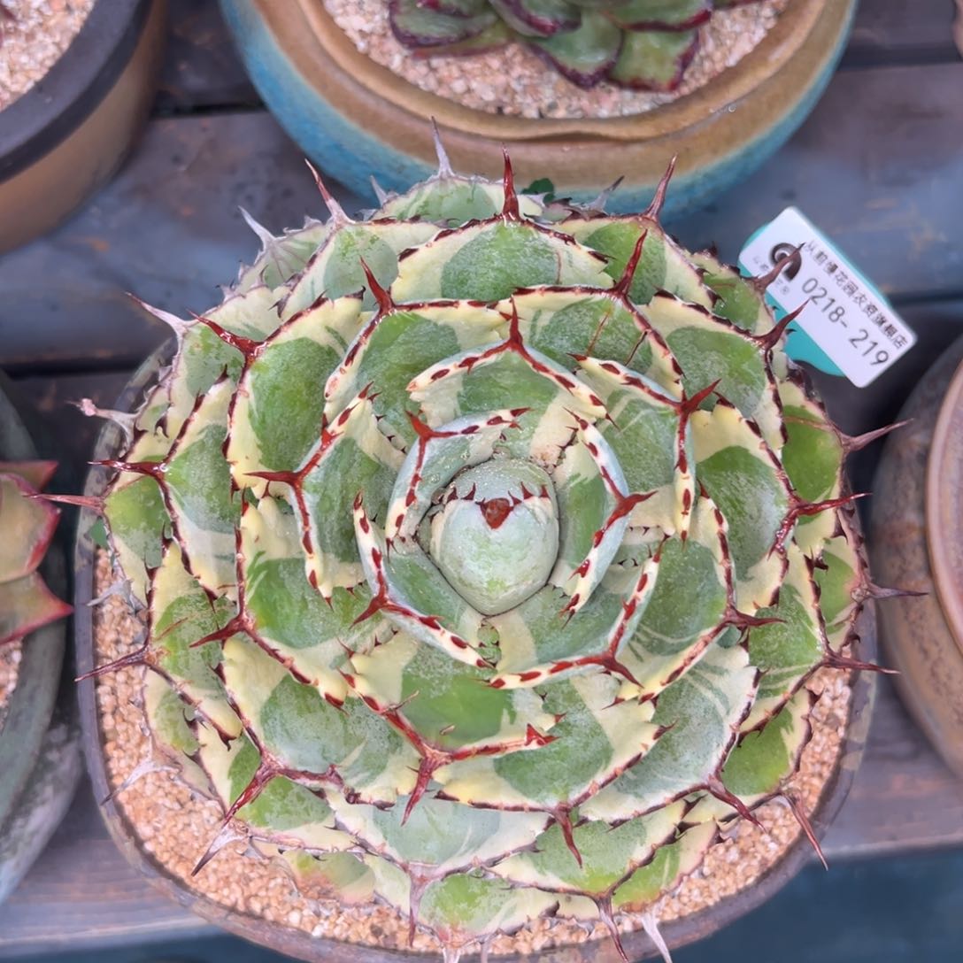 多肉一物一拍0218-219