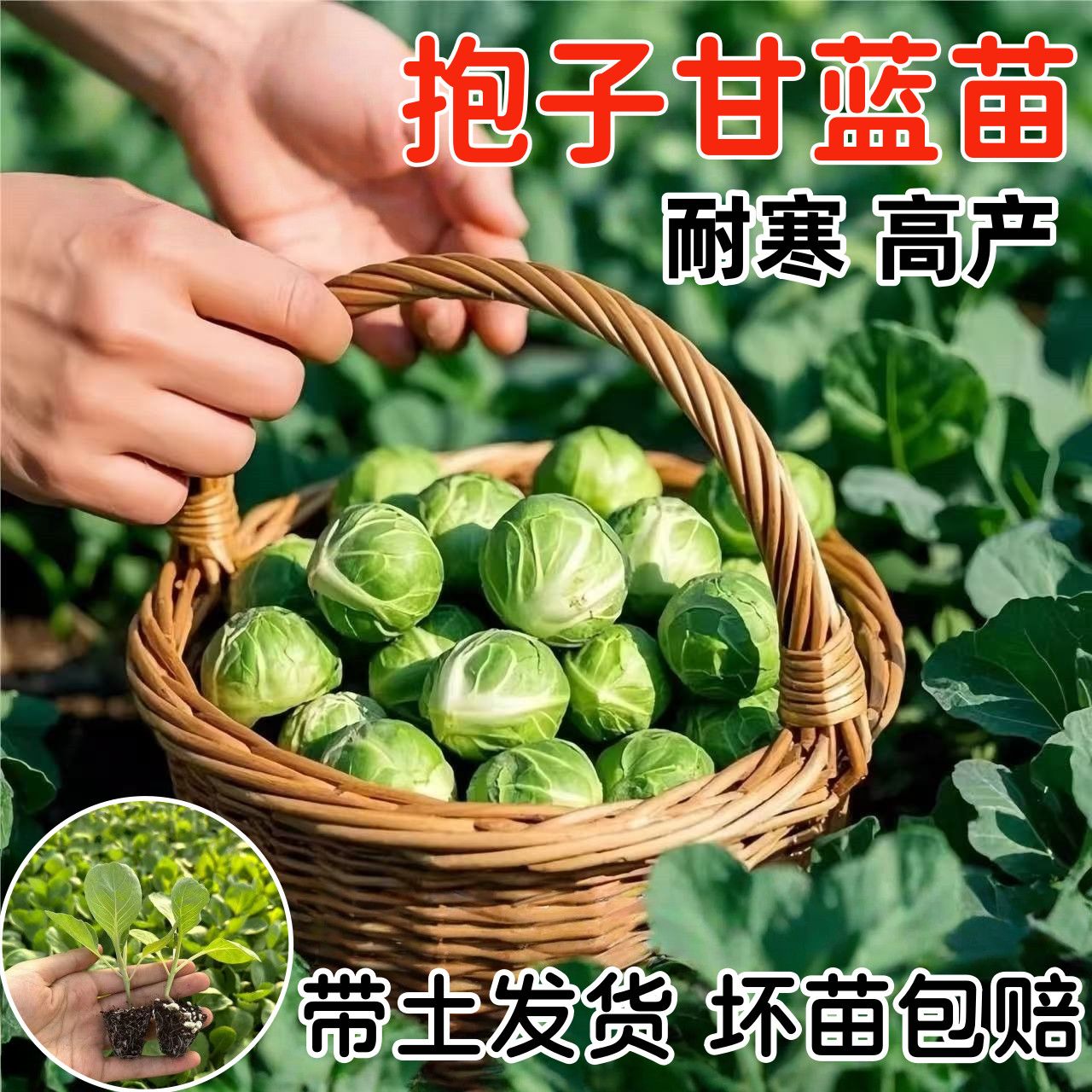 孢子甘蓝种子苗可种出小包菜卷心蔬菜适合四季种植