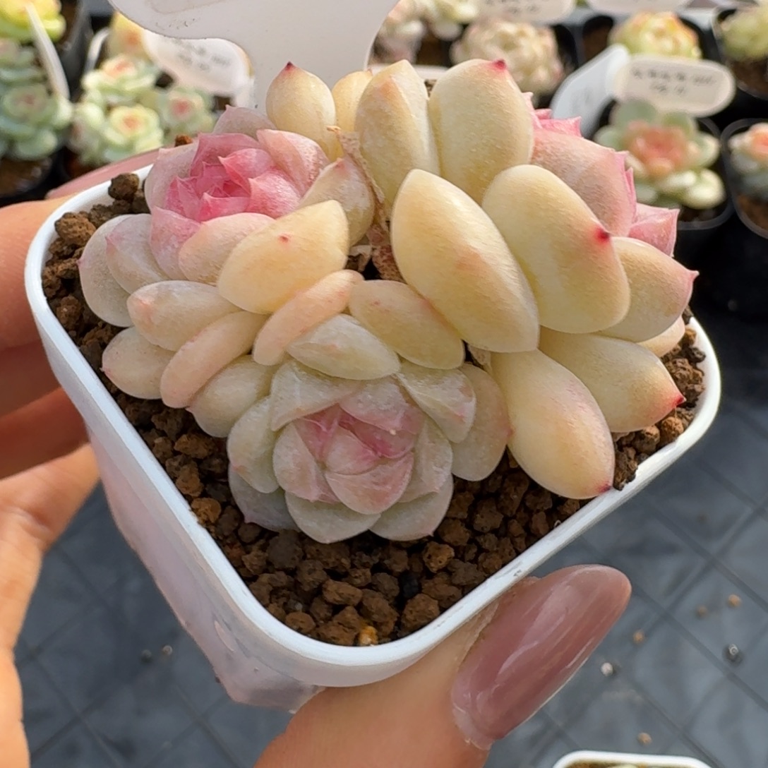 1218-13-mn三头一颗多肉