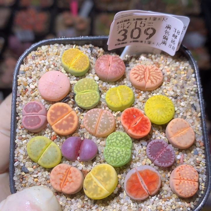 精品生石花215.309