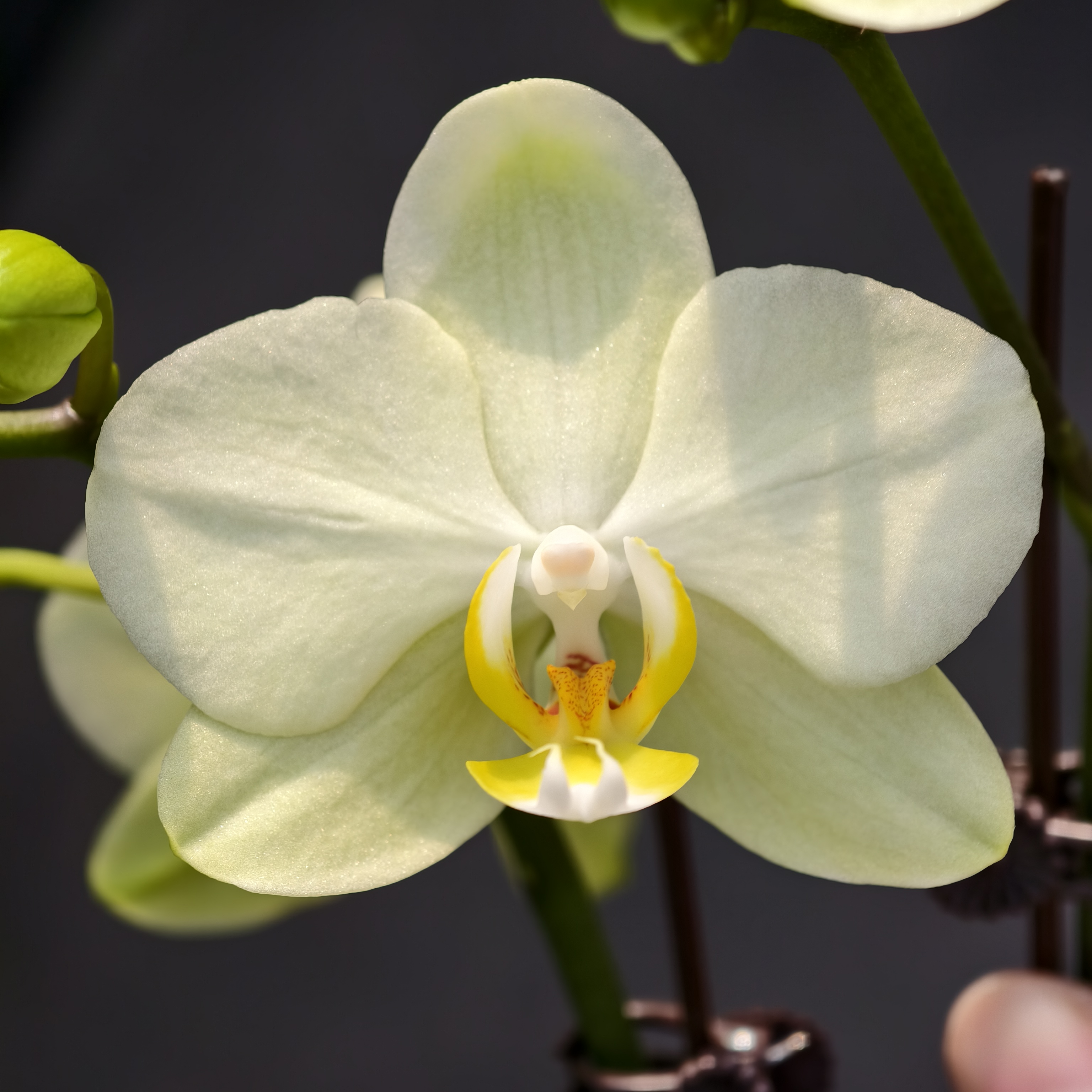 蝴蝶兰【卡莉】绿色经典中花 2.8寸杯  基地直发