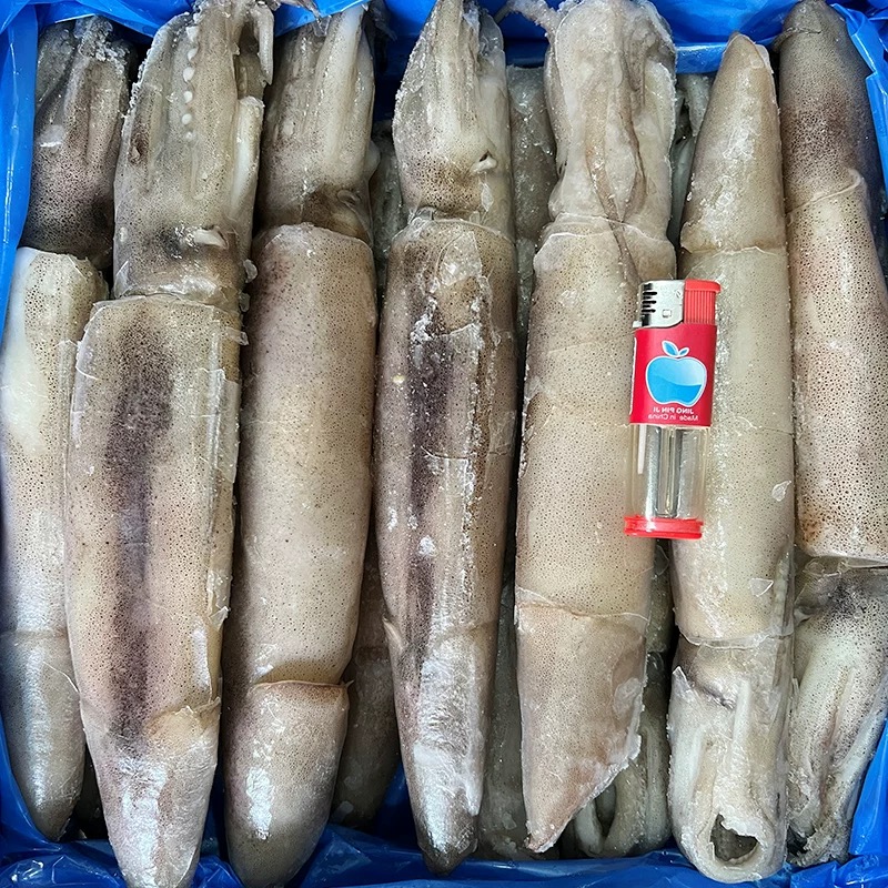 【特大号8条左右/斤公体无籽】大连野生海捕单冻笔管鱼 冷冻发货