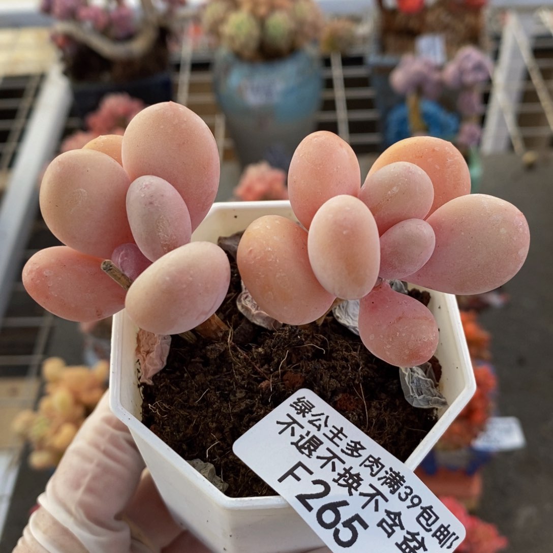 蛋黄奶酪265/7c m