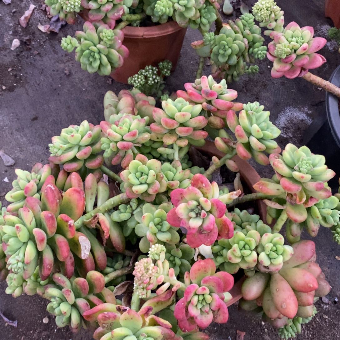 香格里拉大盆飘枝老桩，250杯