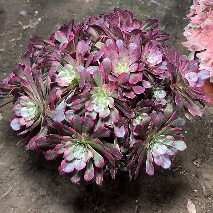 多肉植物法师烟花45