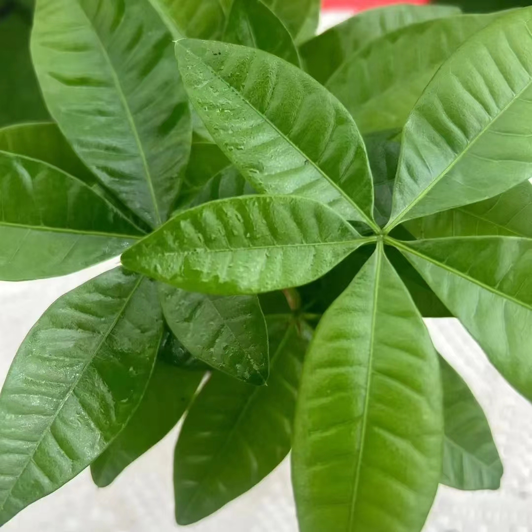 发财树一物一拍以直播间展示为准