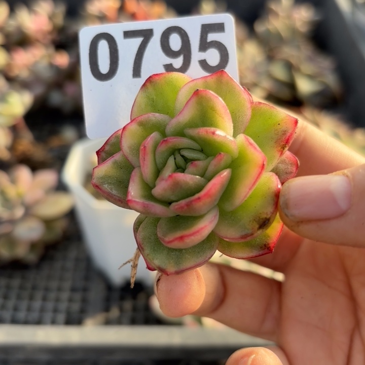 多肉植物满18包邮当场凑单