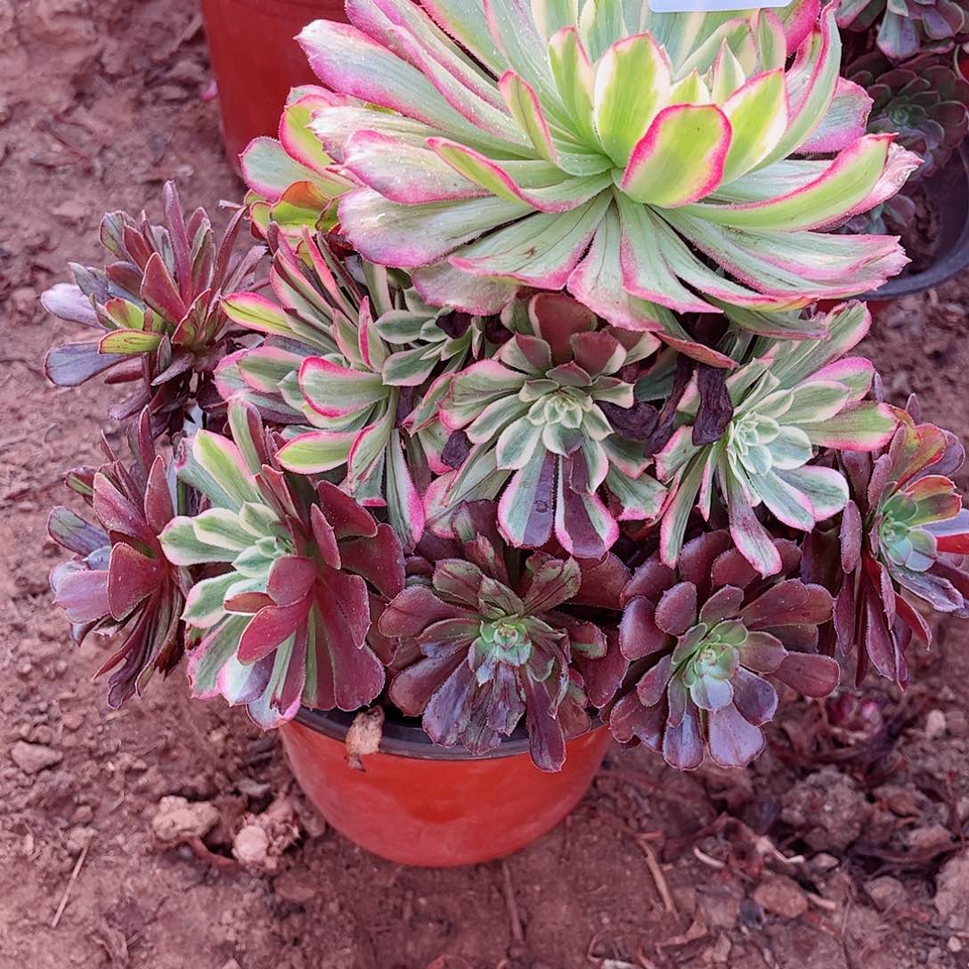 无花朵多肉植物937