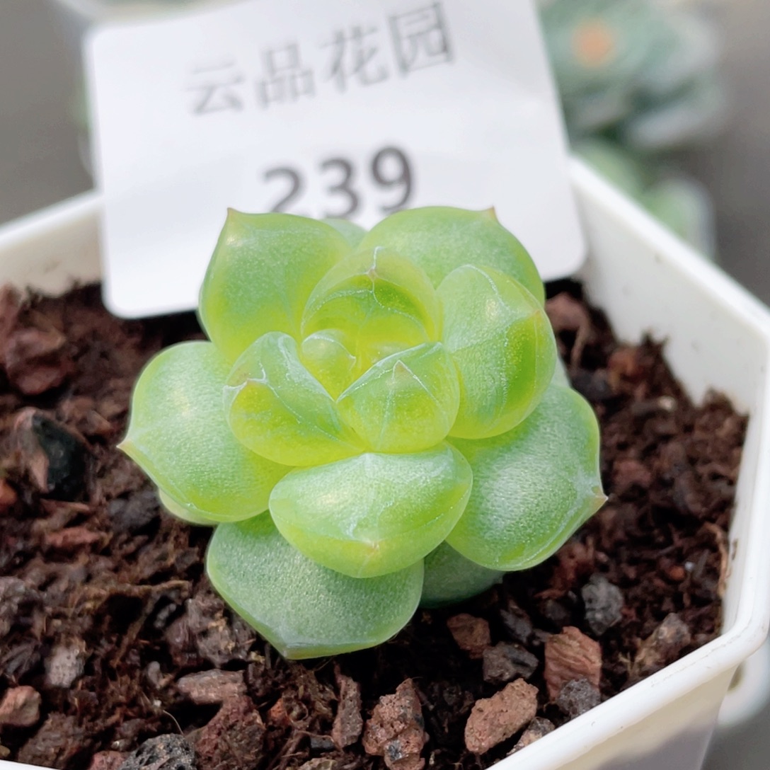 239号糖心冰心珍妮 云台