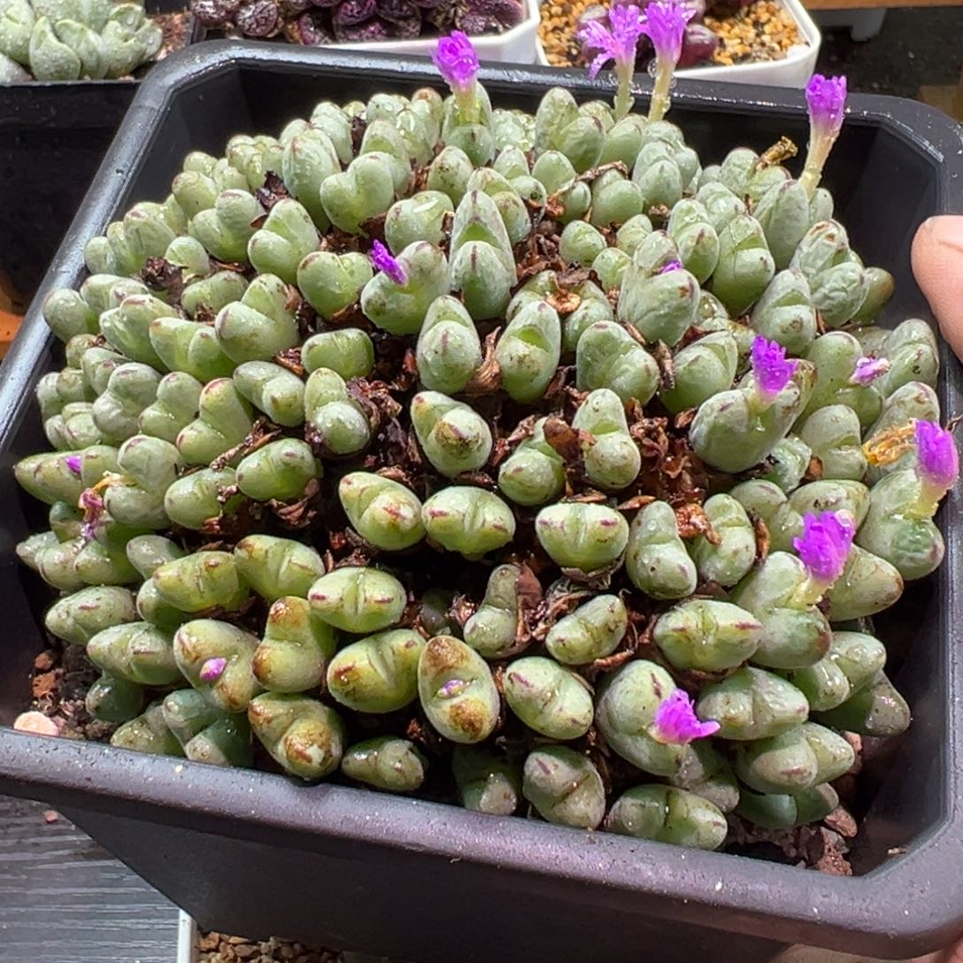 多肉植物1111111111111