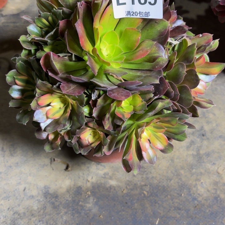 瑞妈，，。。。。。169洛神