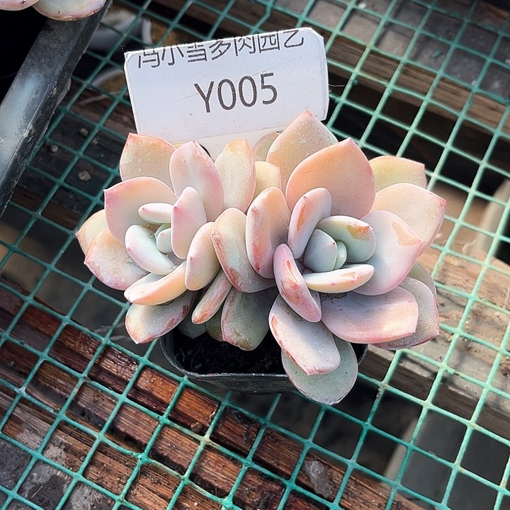 我是第一百个为妖刀应援的阴阳