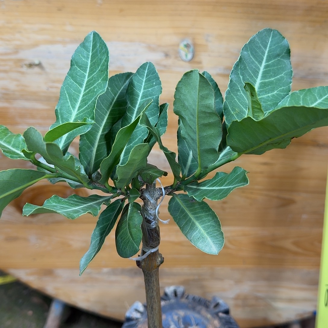 l***觉当前无花栽培后可以开花山竹