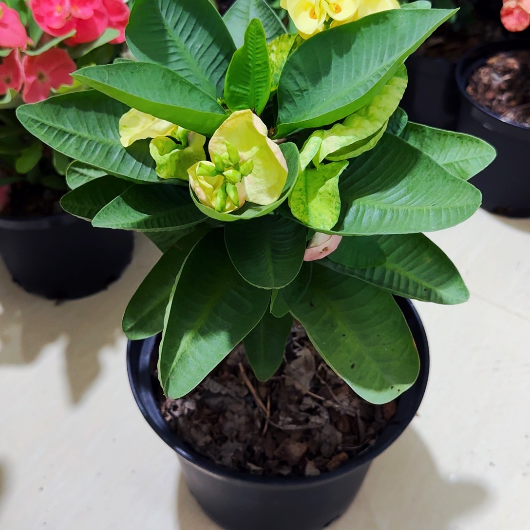 白***仔完全开放翡翠玉佛直播间一物一拍