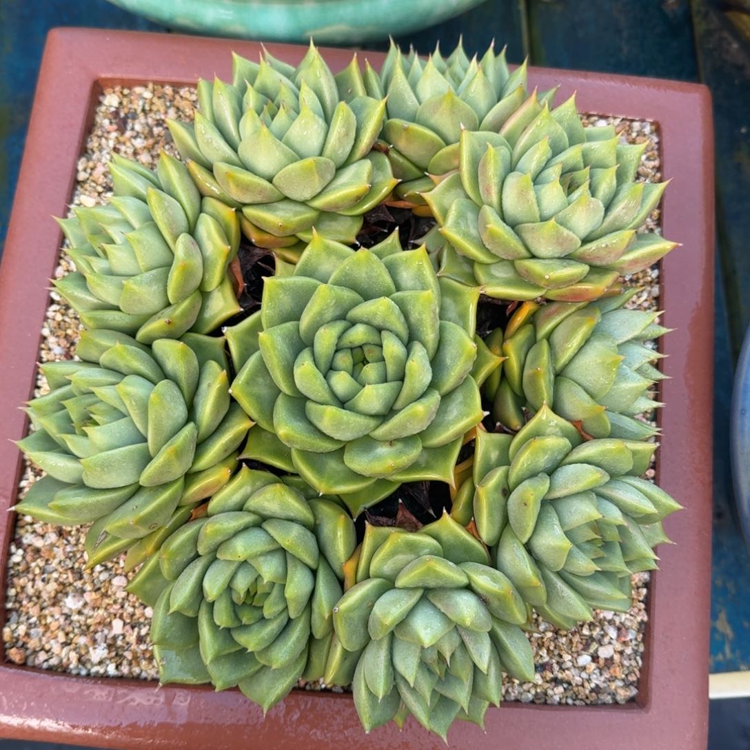 从前慢多肉精选编号1010.100000