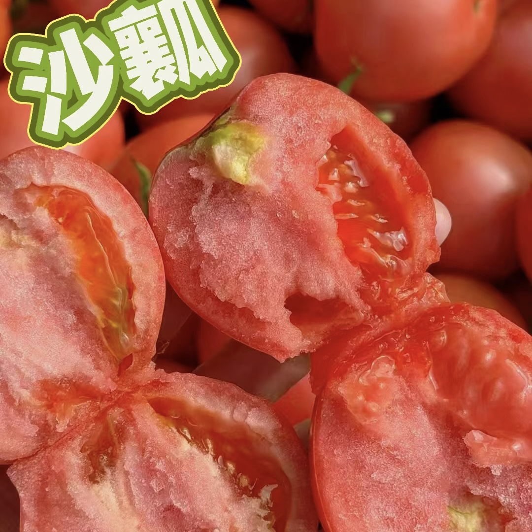 大口感番茄蜜罗莎山东寿光育苗基地直发福利大口感番茄番茄苗秧苗