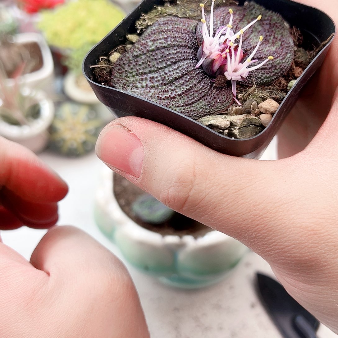 紫镜多肉植物 一颗