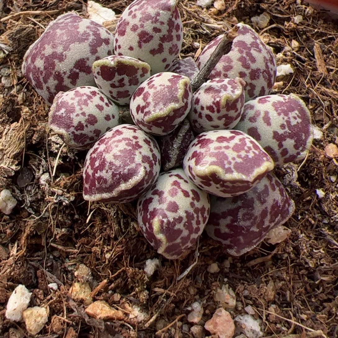 达摩海报老桩多肉植物小型种