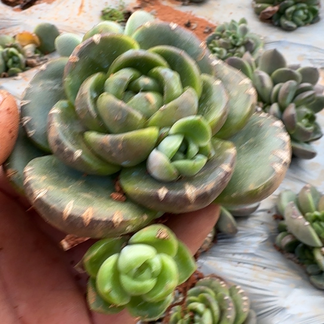 12-79皮艾拉珍妮一颗量拍