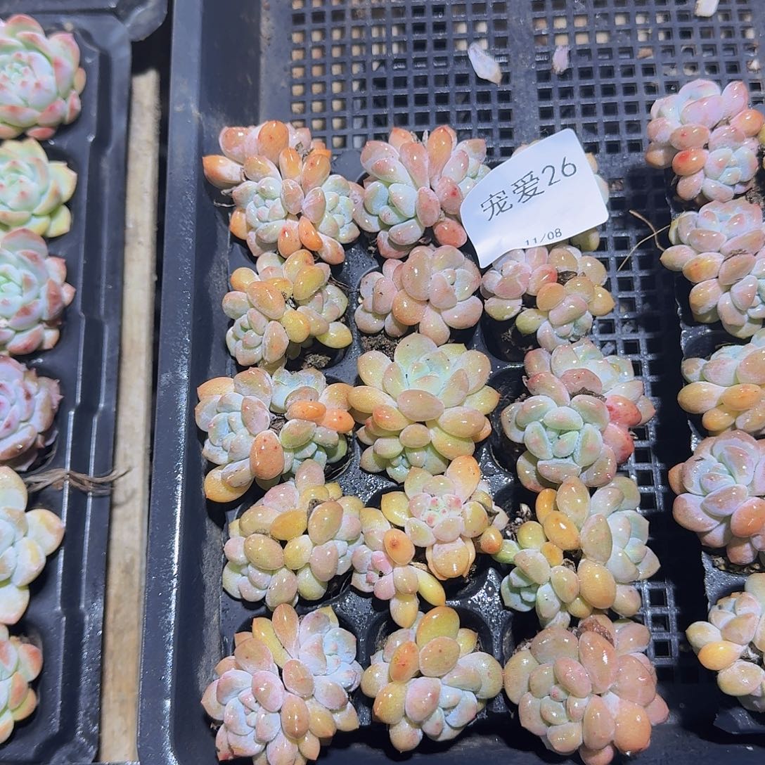 直播福利一物一拍26