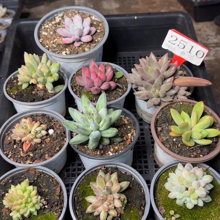 2510多肉植物一物一拍