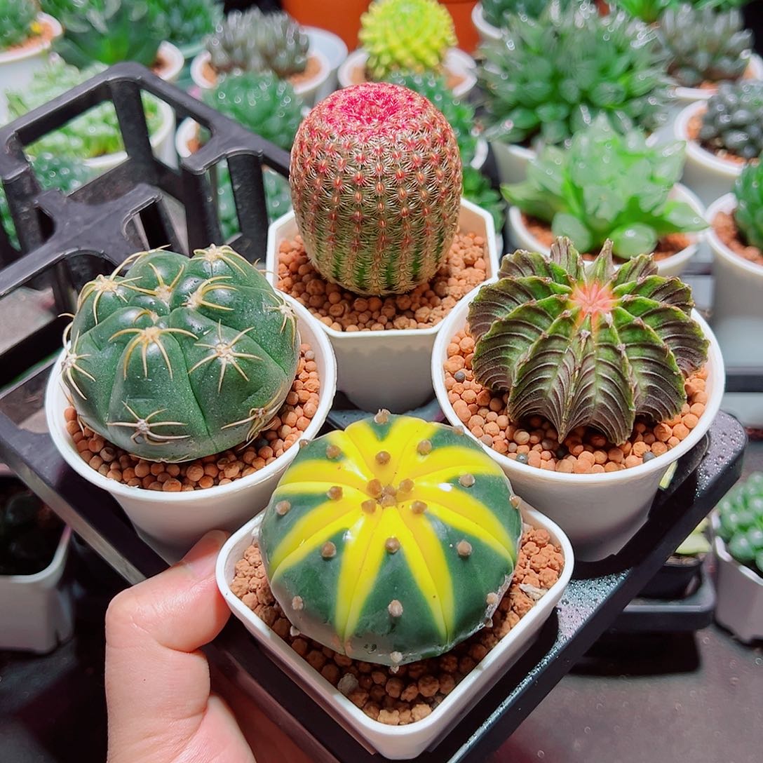 星兜锦红太阳肋骨海王原盆土