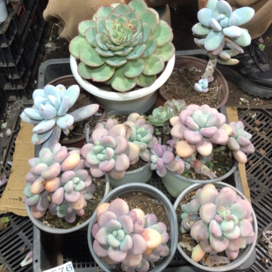 框拍，3576，微瑕，介意慎拍
