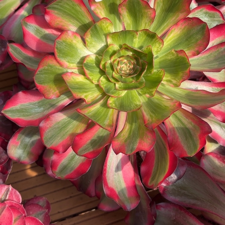 云南巫毒白好看52号