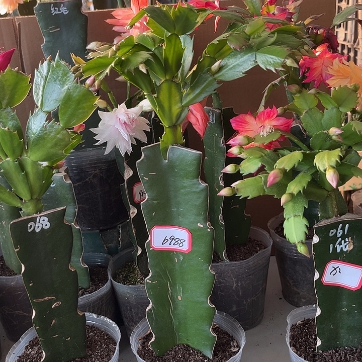 于***生当前无花朵，栽培后可花朵068