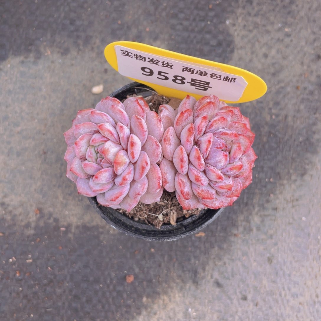 958号小红雪双头一个