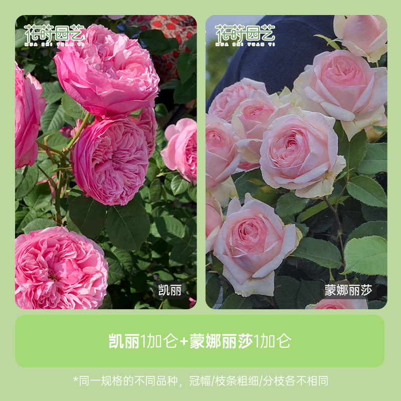 花莳园艺 1加扦插【凯丽+蒙娜丽莎】组合月季花苗花园植物