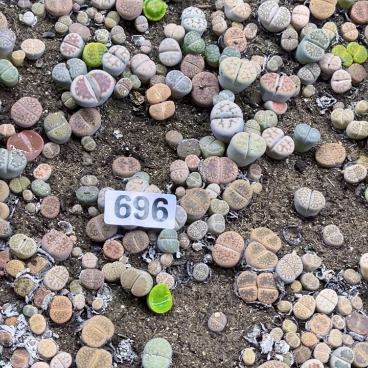 696 生石花一物一图如图