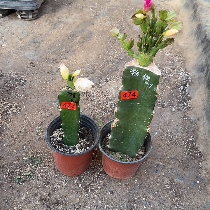 473+474嫁接蟹爪兰：橙粉+白重（白重小苗）