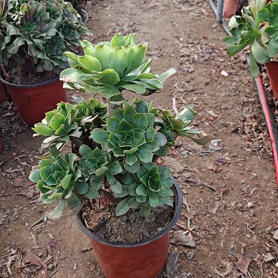 君美丽加急发货了6