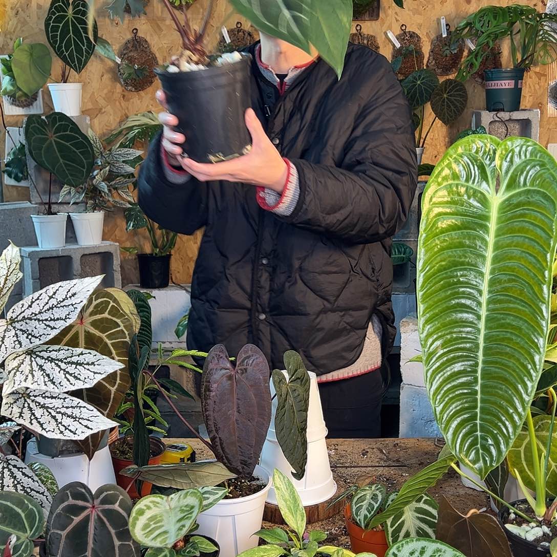 完全开放老桩花烛