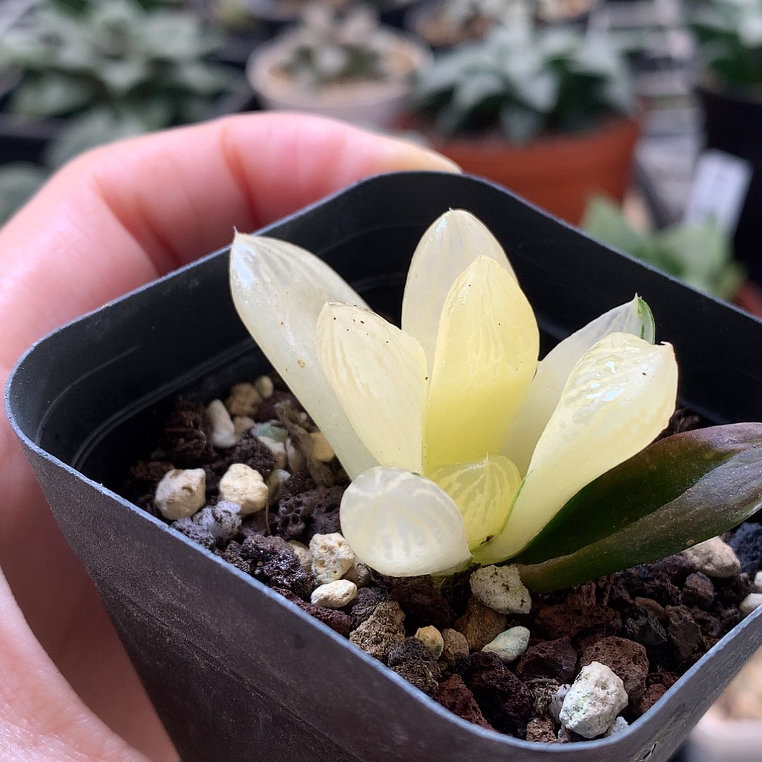 玉潭寿锦带人土tututu