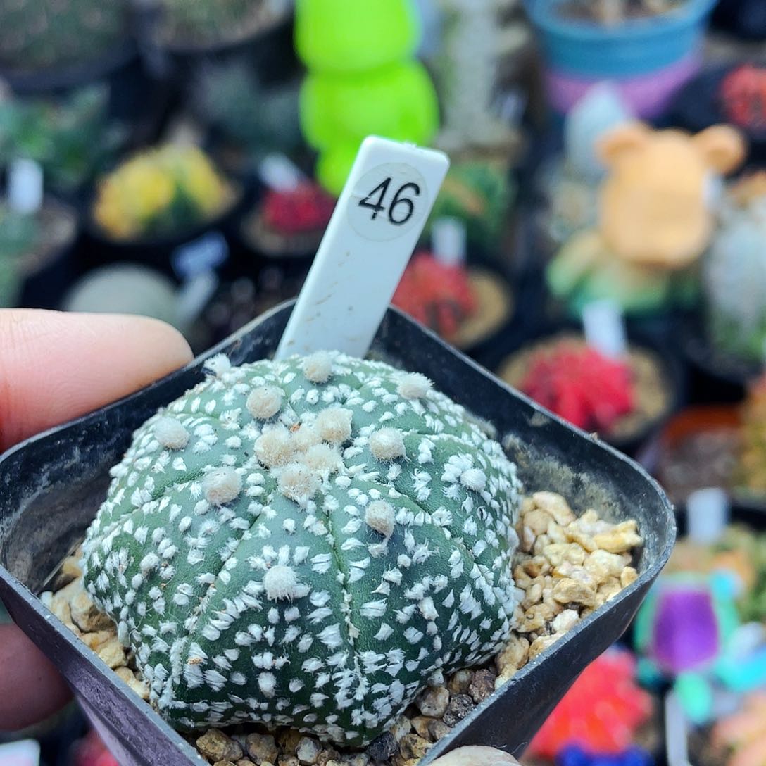 非偏远地区满25包邮仙人球